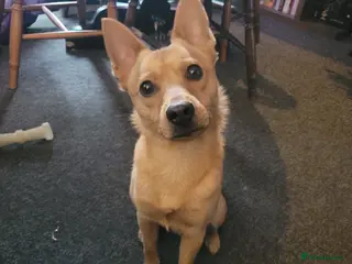 Mixed Breed dogs Jack/Pom/Chi Puppy Crossbreed for sale - Advert 12