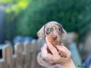 Miniature Dachshund dogs LAST FEMALE Miniature Dachshund. READY NOW - Advert 12