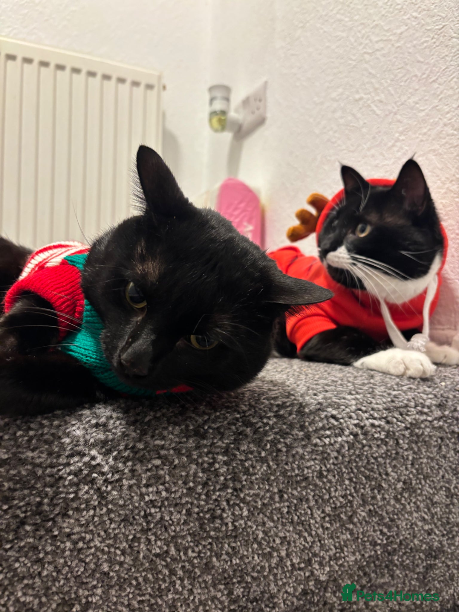 Bombay cats Humpty & Hugo - Advert 1