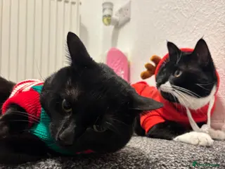 Bombay cats Humpty & Hugo - Advert 1