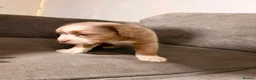 Olde English Bulldogge dogs for sale: Stunning puppies - Advert 25