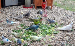 Budgerigars birds for sale: Take in / RESCUE any unwanted Birds/parrots - Image 11