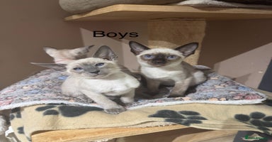 Siamese cats - Advert 11