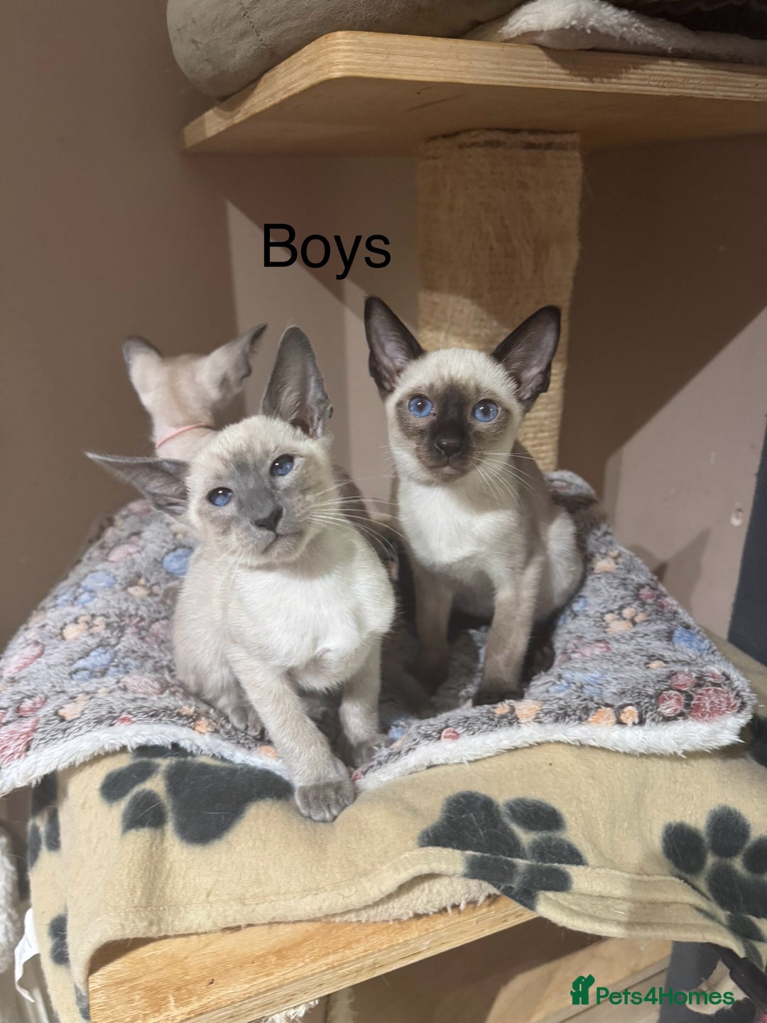 Siamese cats for sale: 3 affectionate Siamese kittens available  - Image 3