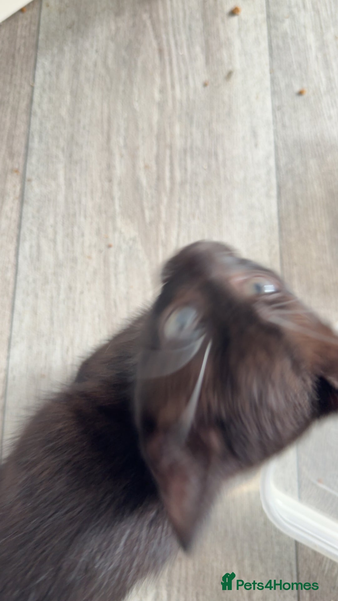 Mixed Breed cats for sale: Cute kittens looking for loving home - Image 5
