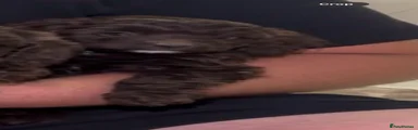 Cockapoo 1