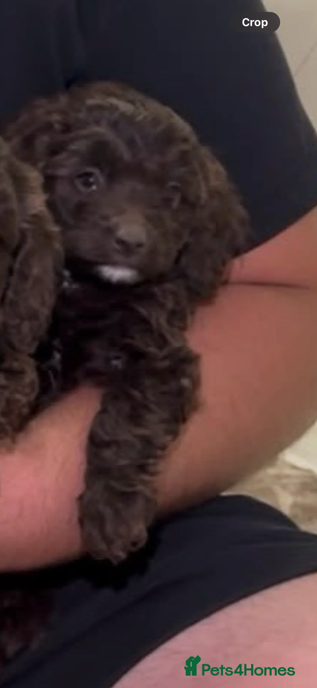 Cockapoo dogs for sale: F1 Cockopoo Puppys  in Stevenage - Advert 13