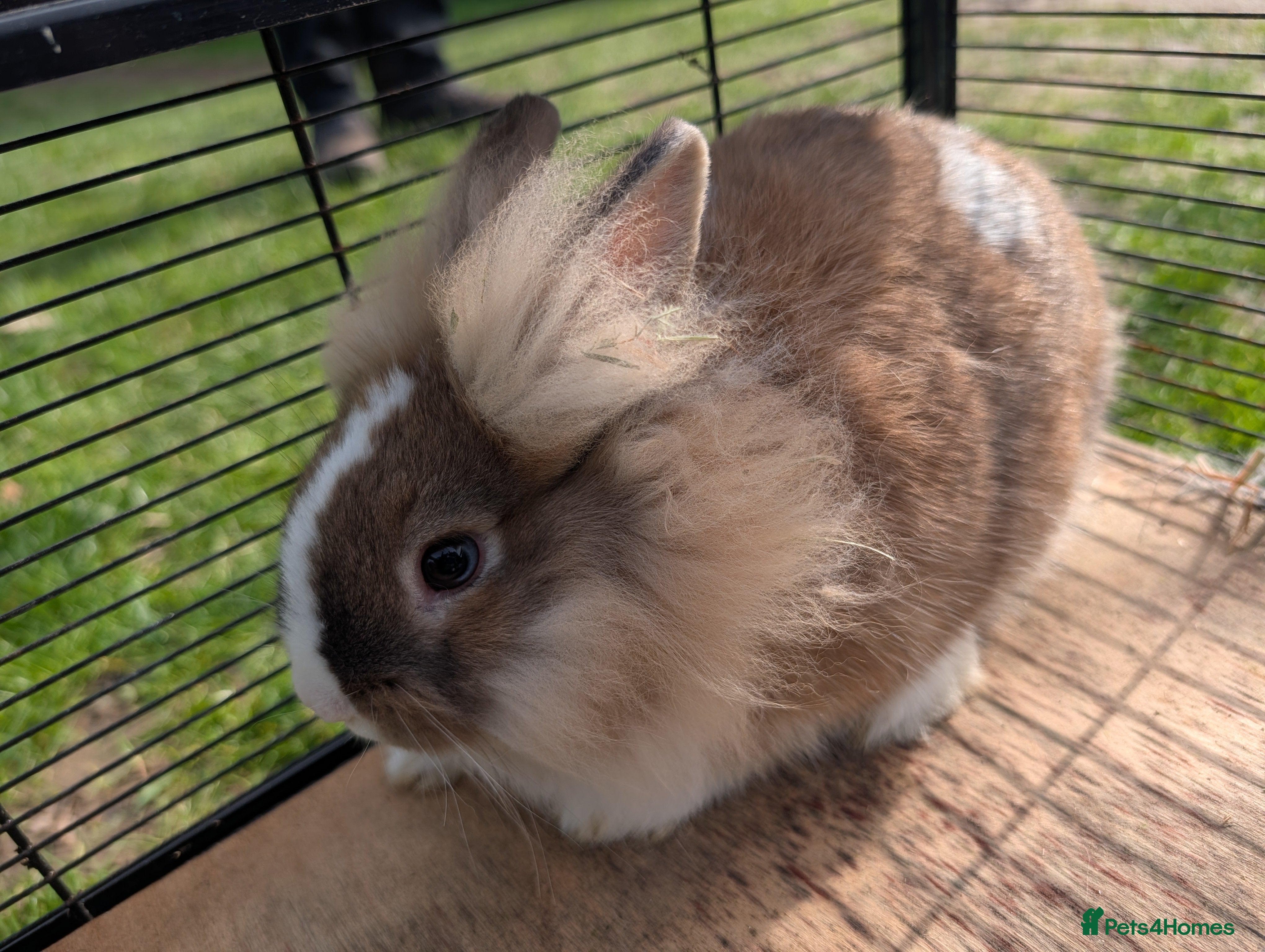 Lionhead rabbits 5 Fluffy Lion head bunnies for sale  - Advert 1