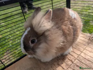 Lionhead rabbits 5 Fluffy Lion head bunnies for sale - Advert 2