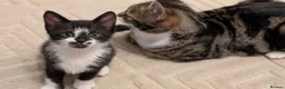 Mixed Breed cats for sale:  Curious mixed breed kitten for sale!!!! in London - Advert 1