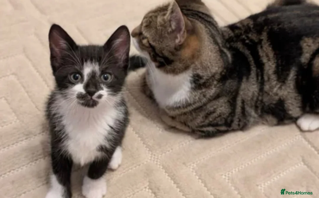 Mixed Breed cats for sale:  Curious mixed breed kitten for sale!!!! in London - Advert 1