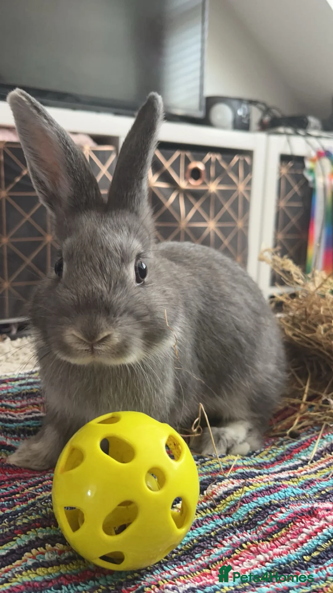 Netherland Dwarf rabbits for sale: Make rabbit for sale  - Advert 2