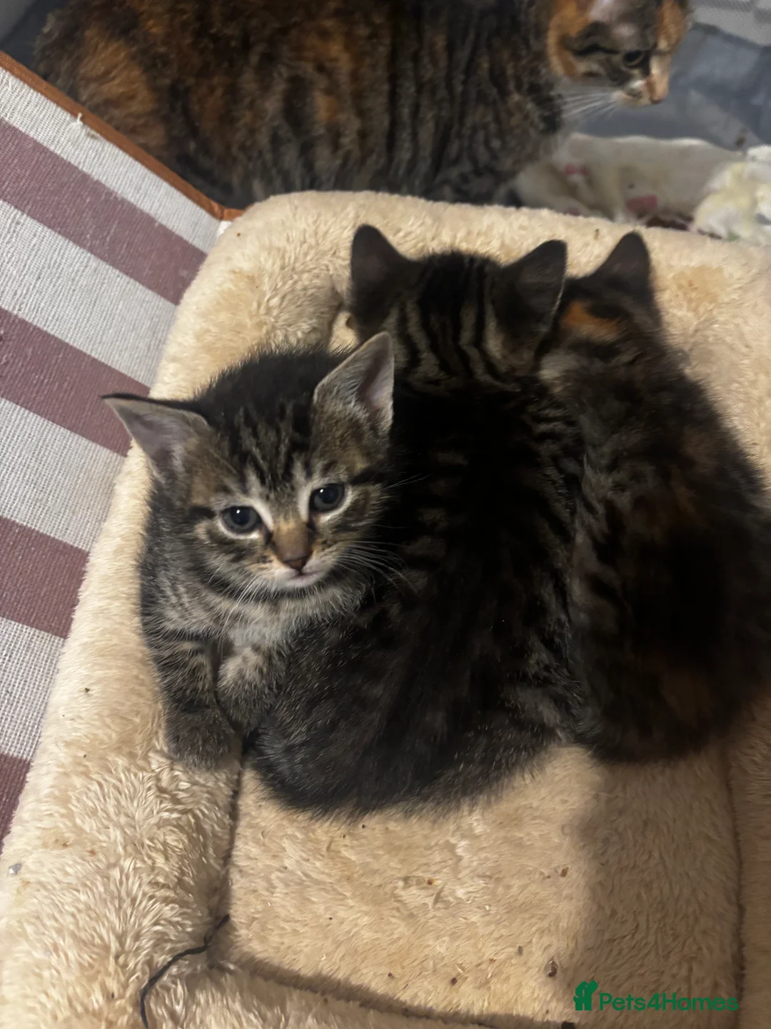 Mixed Breed cats for sale: Beautiful kittens - Advert 6