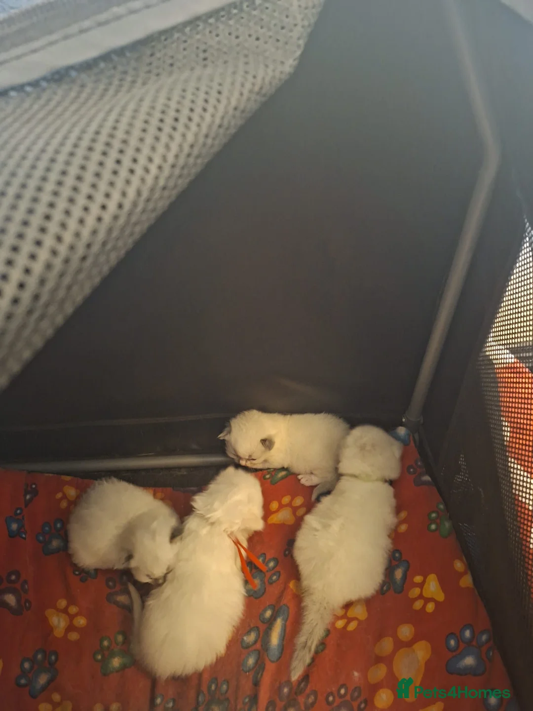 Ragdoll cats for sale: Full Ragdoll kittens 5 star indoor homes  - Advert 12