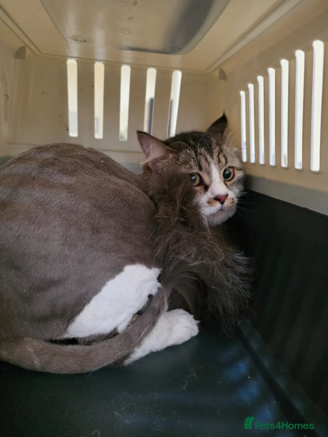 Mixed Breed cats for adoption: Meg & Hercules  - Advert 2