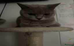British Shorthair cats for sale: missy! grey british short hair. - Image 26