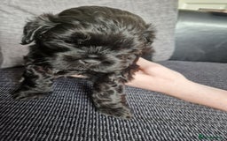 Shihpoo dogs for sale: Shizpoo  - Image 6