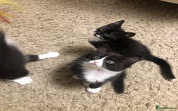 Mixed Breed cats for sale: siamese x siberian tuxedo kittens - Advert 29