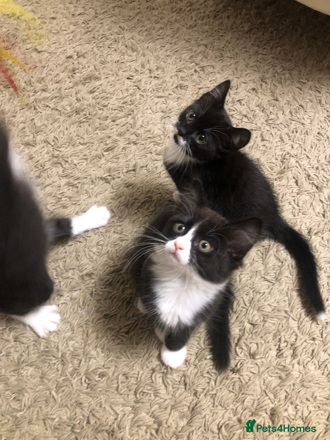 Mixed Breed cats for sale: siamese x siberian tuxedo kittens - Advert 29