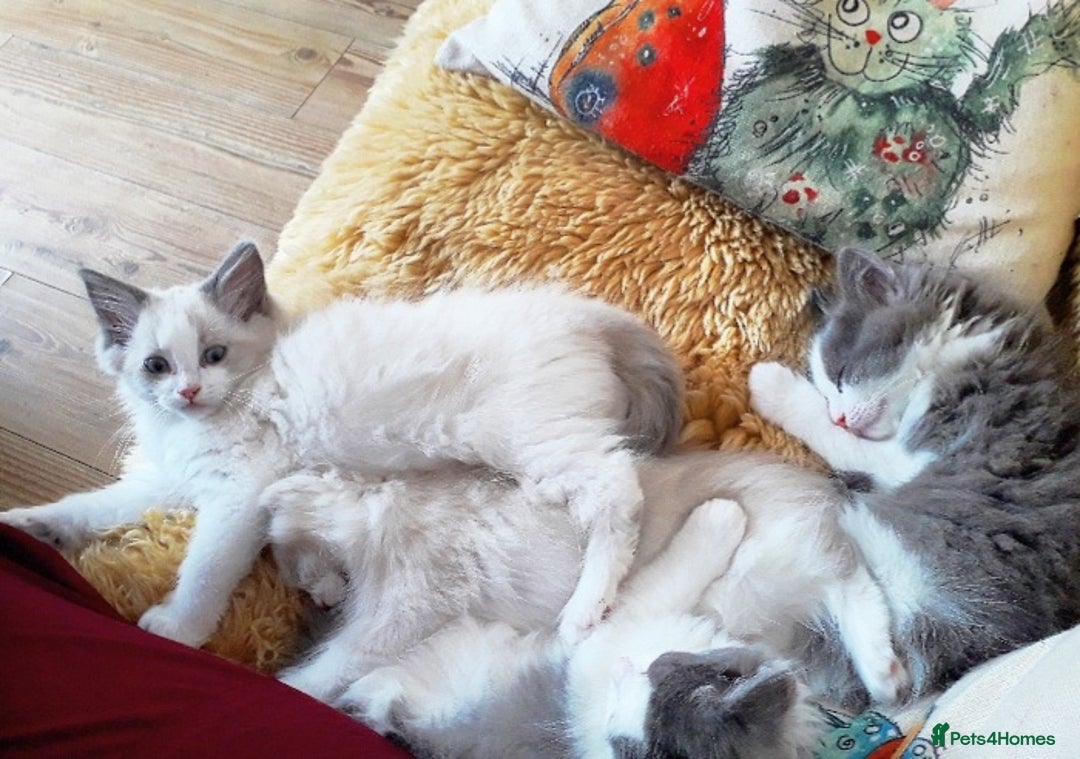 Ragdoll cats for sale: Maincoon ×Ragdoll (Ragcoon) kittens  - Image 29