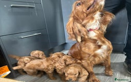 Cockapoo dogs for sale: Cockapoo puppies  - Image 12