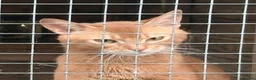 Abyssinian cats for sale: Red Abyssinian stud boy for sale - Advert 5