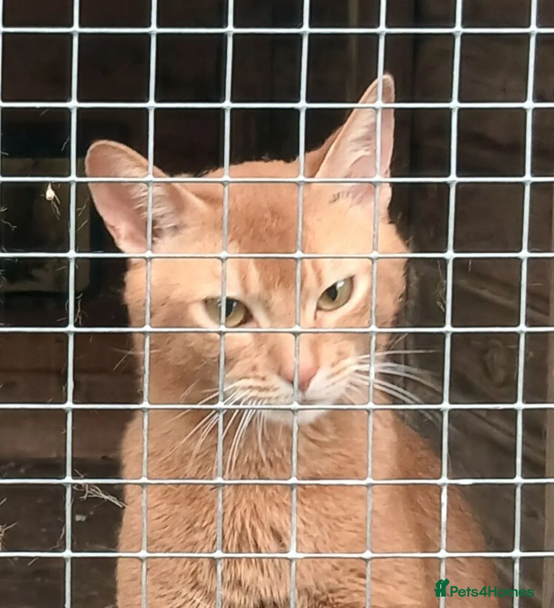 Abyssinian cats for sale: Red Abyssinian stud boy for sale - Advert 5