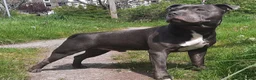 Staffordshire Bull Terrier dogs for sale: Blue Staff puppies Available  - Advert 9