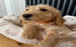 Labradoodle dogs for sale: ⭐️⭐️ Stunning Labradoodles Outstanding Parents⭐️⭐️ - Image 5