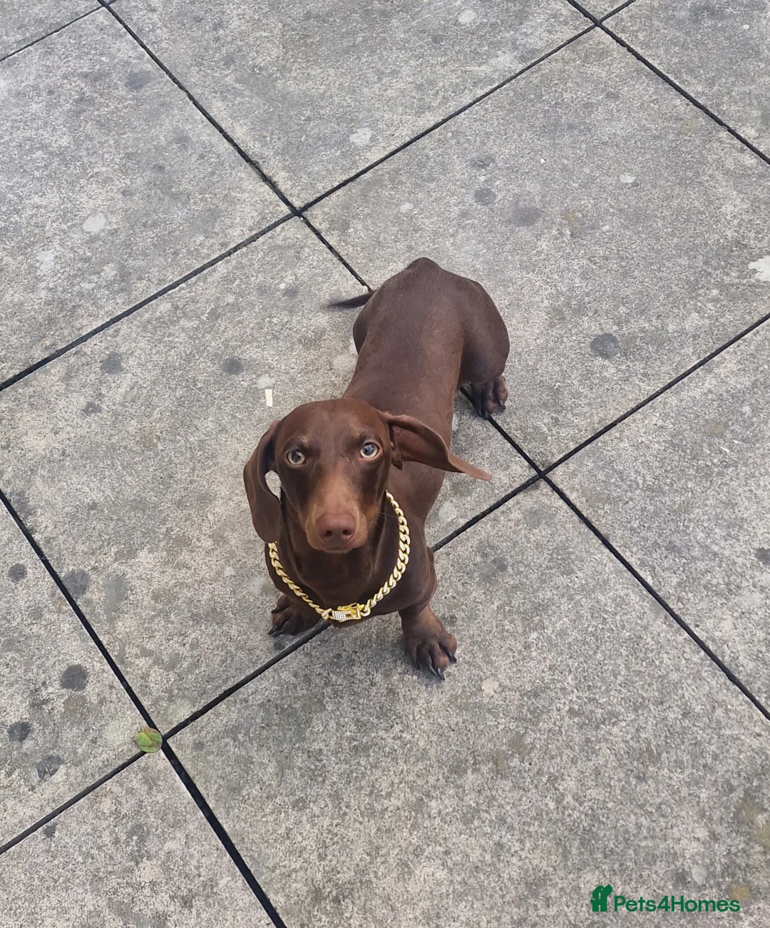 Mixed Breed dogs for sale: 2 male dogs for sale - Advert 5