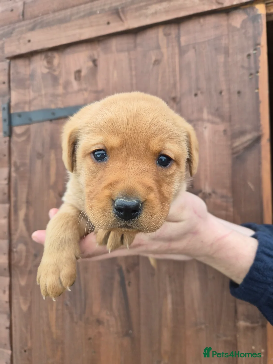 Labrador Retriever dogs for sale: Beautiful Labrador Retriever Puppies for Sale - Advert 11