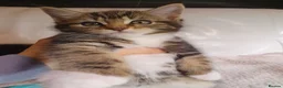 Maine Coon cats for sale: 5 Lovely Maine Coon cross kittens for sale - Advert 4
