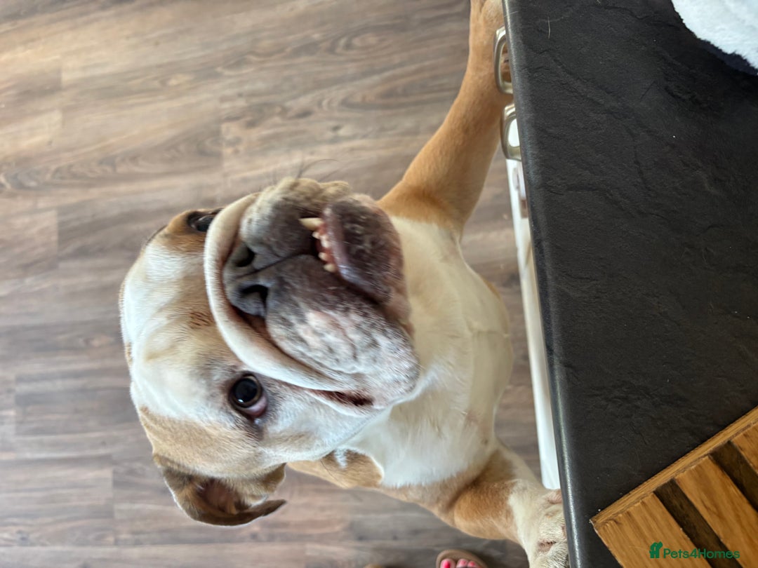 Mixed Breed dogs for sale: Very handsome bulldog - Image 1