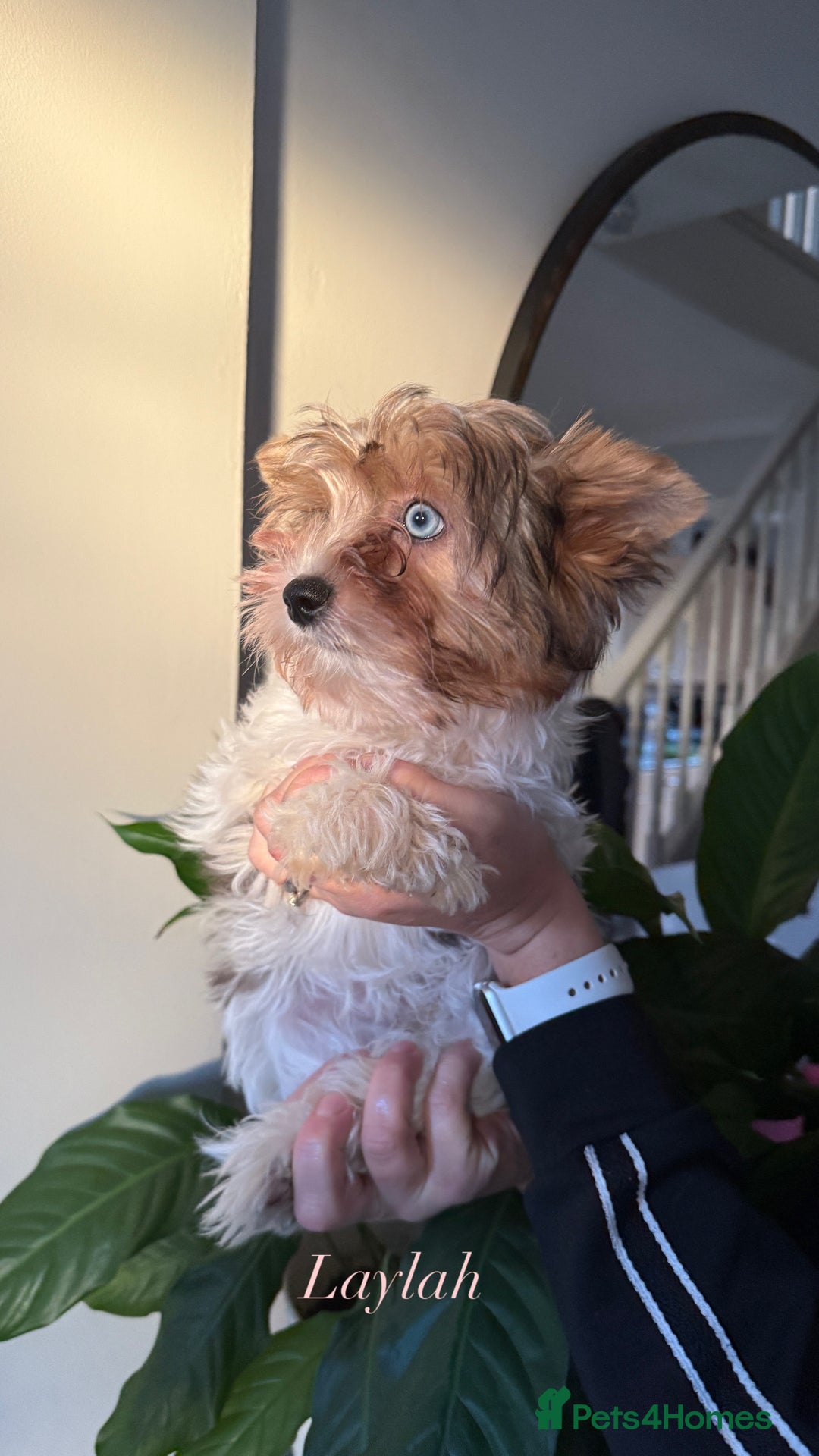 Yorkshire Terrier dogs for sale: Colourful Biewer Yorkshire terriers  - Advert 13