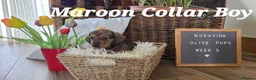 Miniature Dachshund dogs for sale: KC Registered Miniature Dachshund - beautiful Reds - Advert 10