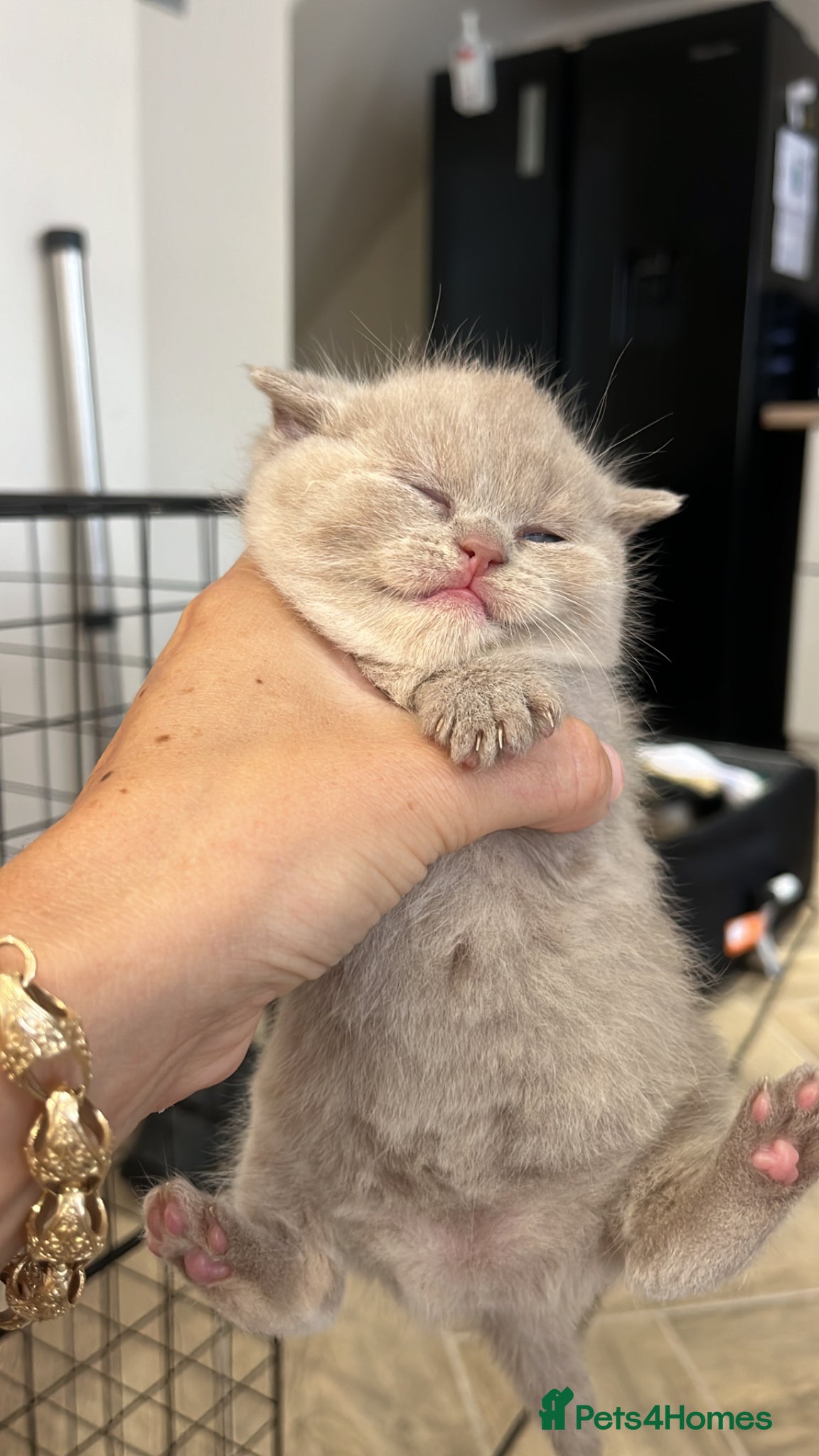 British Shorthair cats for sale: 🏆Gccf Cinnamon tortie Fawn Red bi colour 🏆 - Advert 18