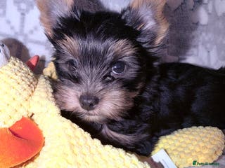 Yorkshire Terrier dogs Ready Now Small Boy Yorkshire Terrier - Advert 17