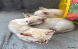 Bengal cats for sale: Blue Eyes Snow Lynx Bengal Kittens - Image 6