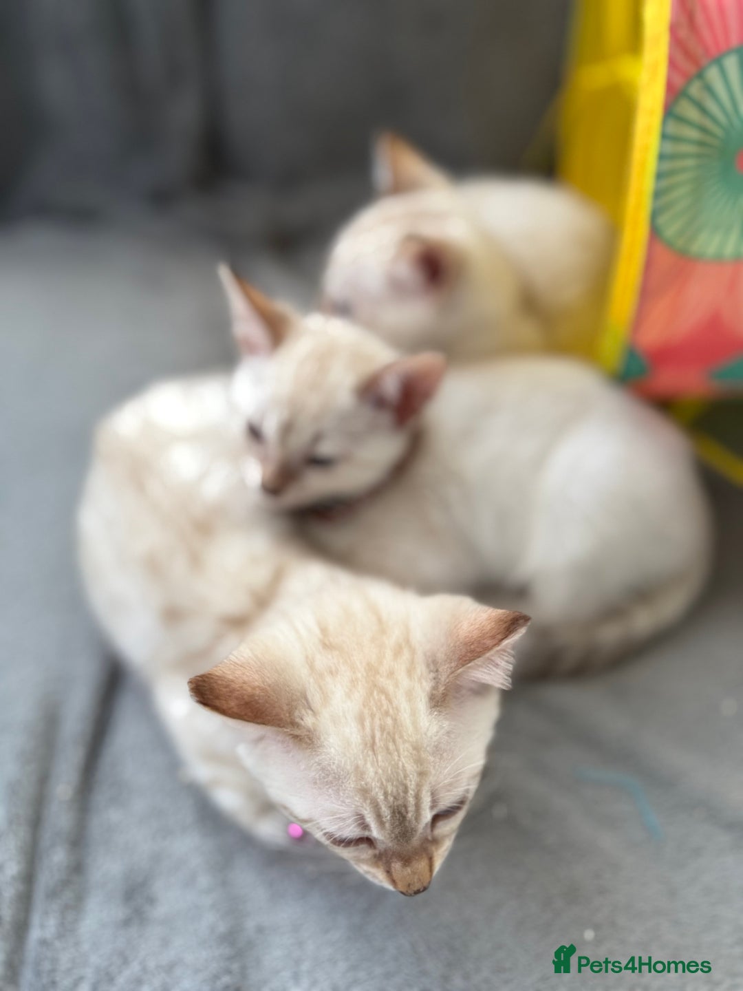 Bengal cats for sale: Blue Eyes Snow Lynx Bengal Kittens - Image 6