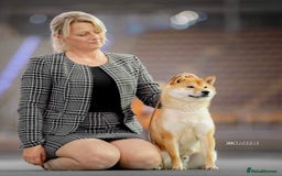 Japanese Shiba Inu dogs for sale: Multi Champion Shiba Inu stud , health tested  - Image 2