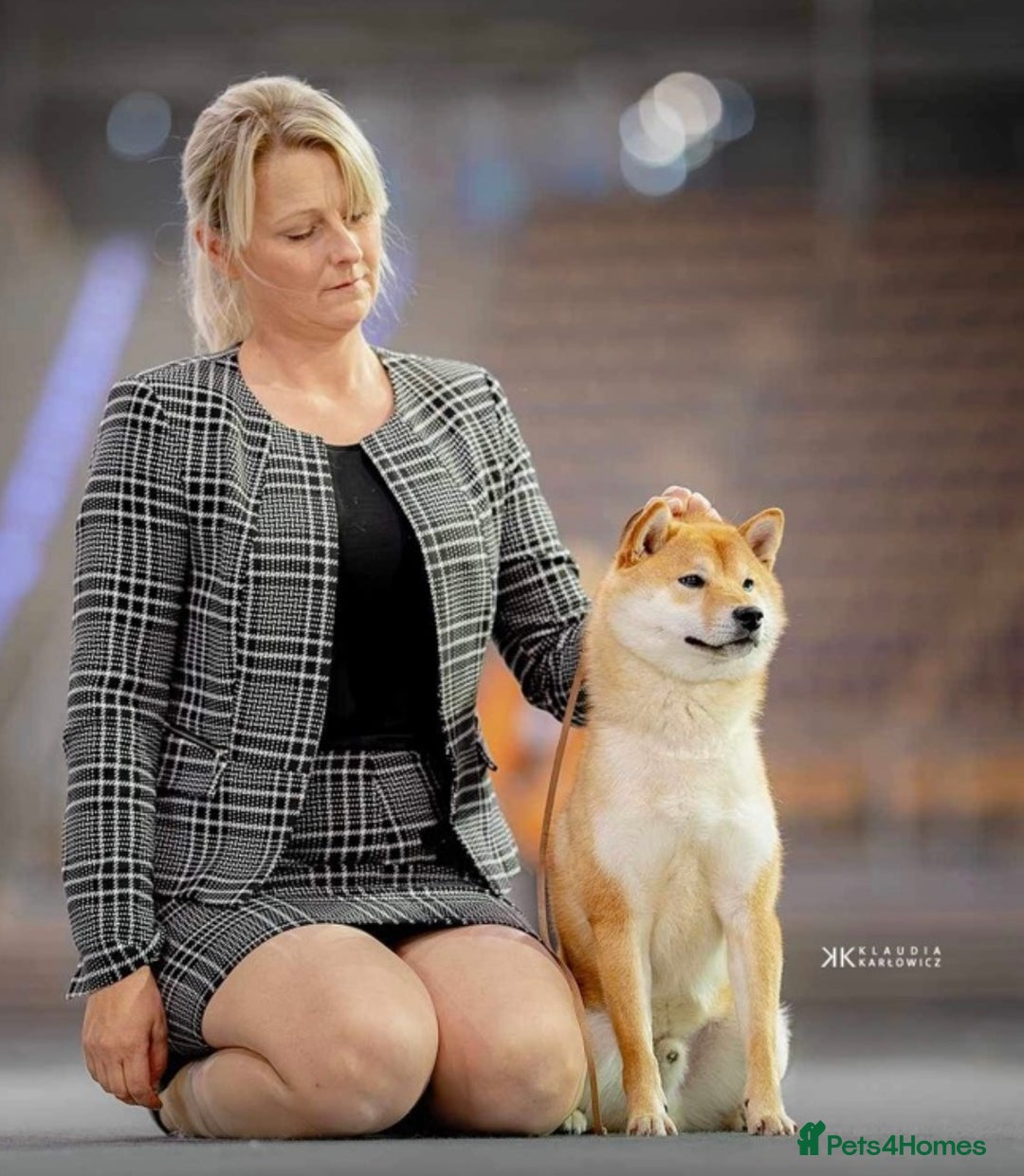 Japanese Shiba Inu dogs for sale: Multi Champion Shiba Inu stud , health tested  - Image 2