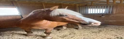 Welsh Section C horses for sale: Beautiful Welsh section c in Saffron Walden - Advert 3