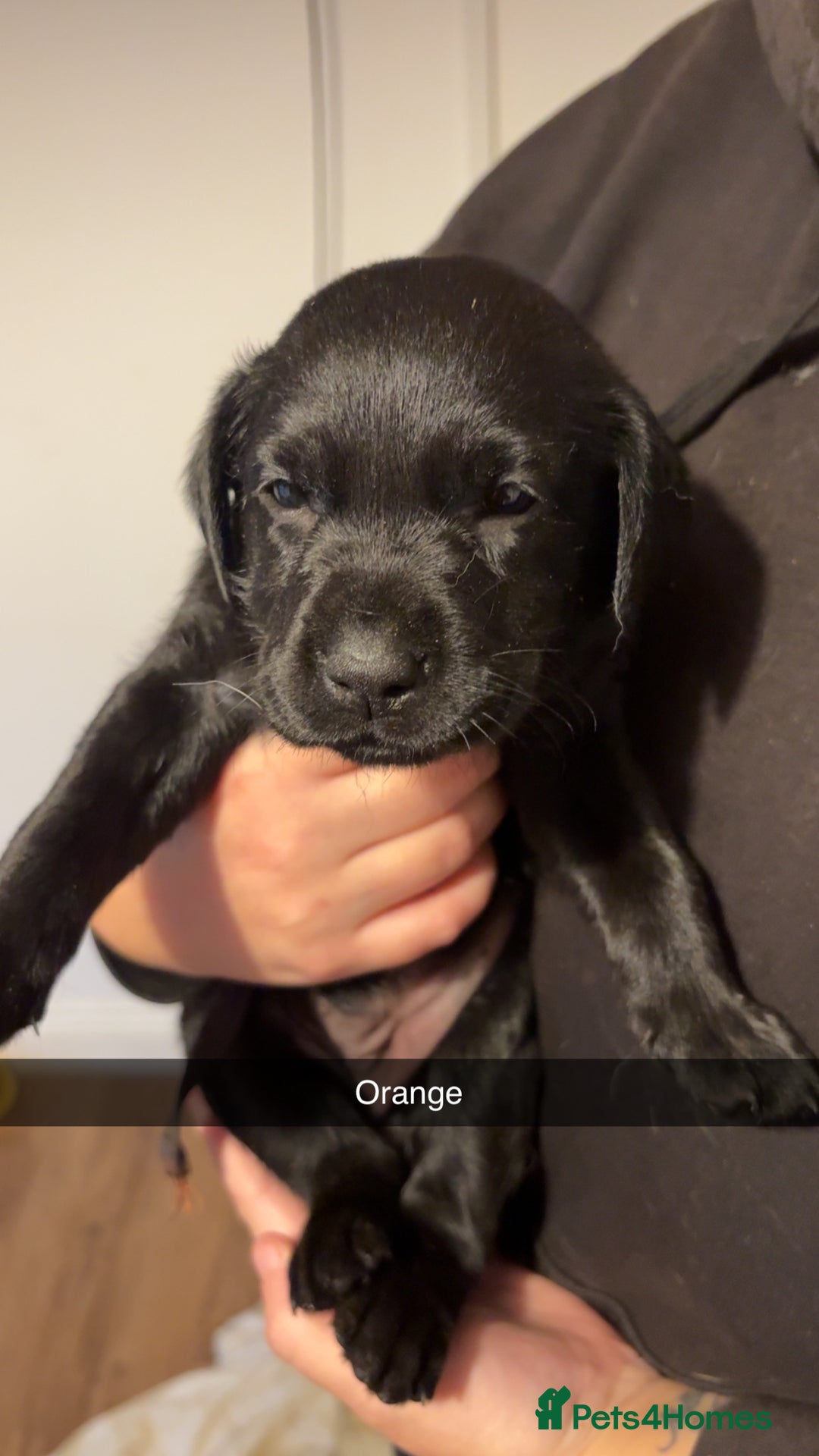 Labrador Retriever dogs for sale: Purebred Labrador  - Advert 3