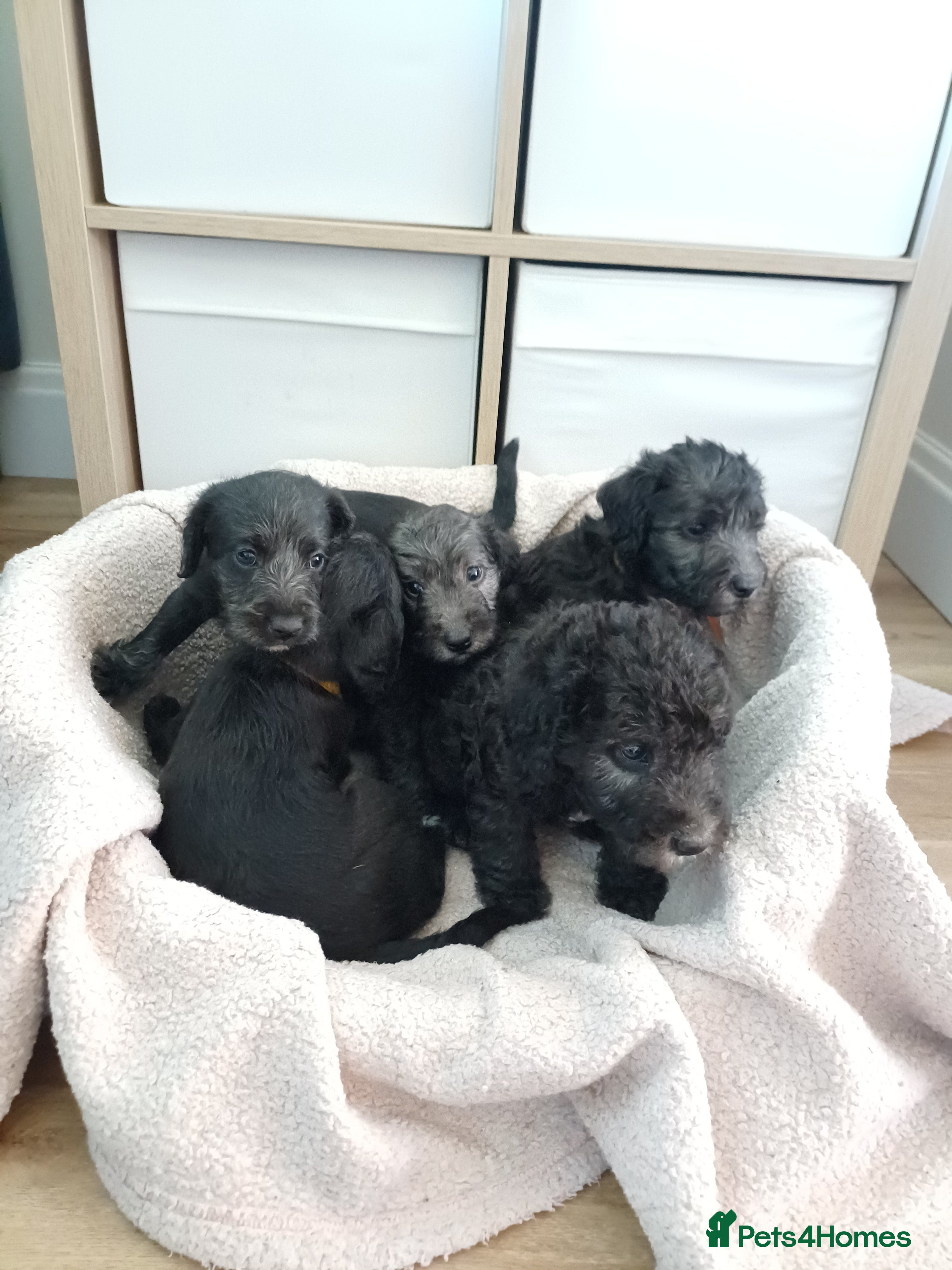 Mixed Breed dogs Bedlington x Whippet Puppies  - Advert 2