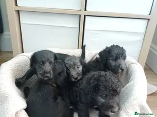 Mixed Breed dogs Bedlington x Whippet Puppies - Advert 1