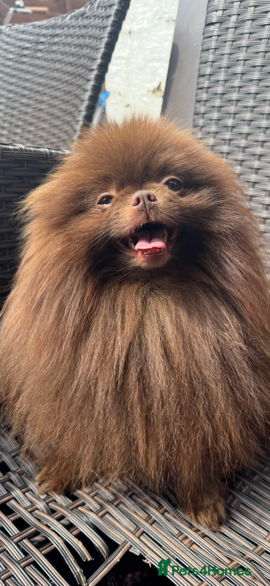 Pomeranian dogs for stud: Amazing Teddy bear chocolate boy for stud 🥰 - Image 2