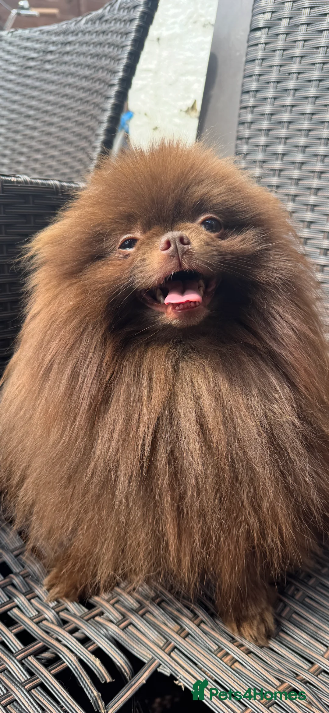 Pomeranian dogs for stud: Amazing Teddy bear chocolate boy for stud 🥰 - Advert 2