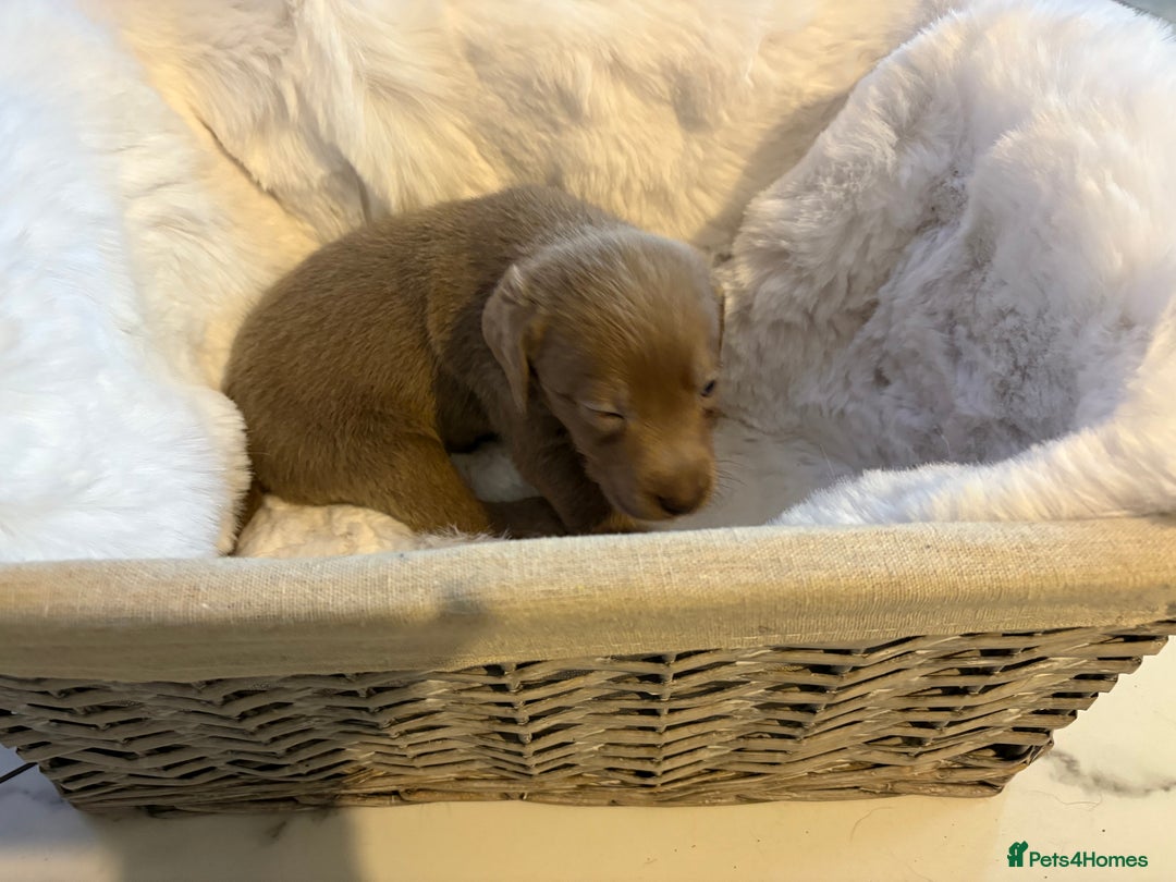 Labrador Retriever dogs for sale: Silver Labrador retriever puppies - Advert 15