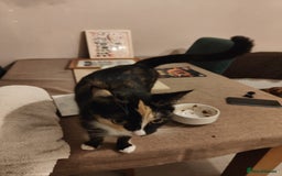 Mixed Breed cats for sale: Maine coon X ragdoll X English short haired  - Advert 7