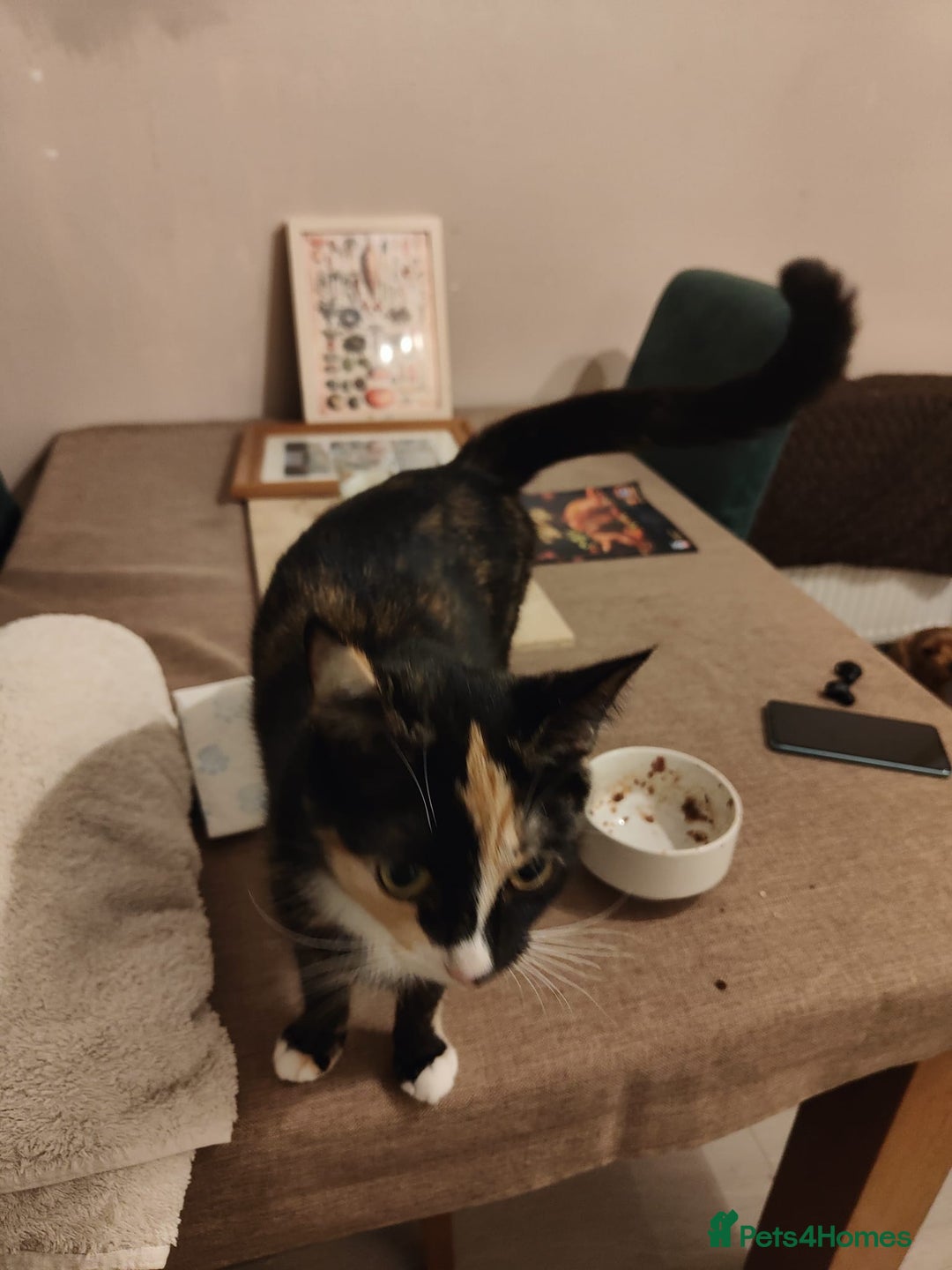 Mixed Breed cats for sale: Maine coon X ragdoll X English short haired  - Advert 7